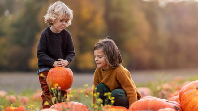 Two young children in sweaters examine large pumpkins in a pumpkin patch on a clear autumn day.